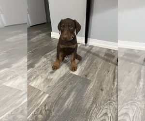 Doberman Pinscher Puppy for sale in SUNNYSIDE, WA, USA