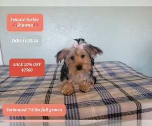 Golden Retriever Puppy for sale in TUCSON, AZ, USA
