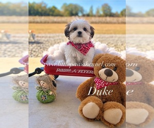 Mal-Shi Puppy for sale in WINNSBORO, LA, USA