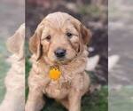 Small Photo #1 Golden Retriever-Goldendoodle Mix Puppy For Sale in MILLERSBURG, OH, USA