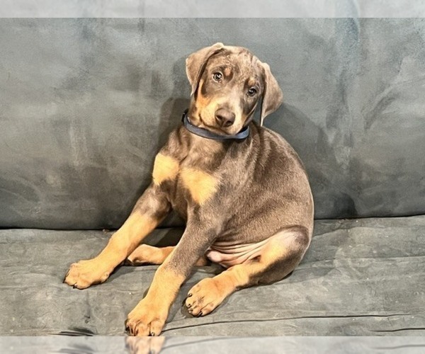 Medium Photo #2 Doberman Pinscher Puppy For Sale in DUBLIN, TX, USA