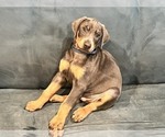 Small #1 Doberman Pinscher