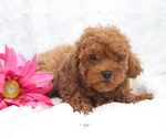 Small #2 Poodle (Miniature)