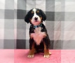 Small Photo #4 Bernese Mountain Dog Puppy For Sale in DUNDEE, OH, USA