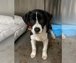 Small Border Collie Mix