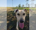 Small Photo #3 Black Mouth Cur-Labrador Retriever Mix Puppy For Sale in Monticello, MS, USA