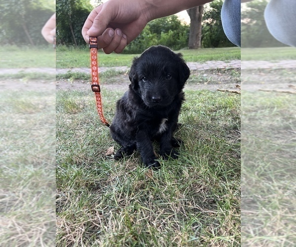 Medium Photo #9 Goldendoodle-Newfoundland Mix Puppy For Sale in MORRIS, MN, USA