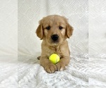 Small #1 Golden Retriever