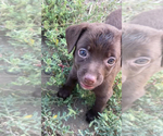 Small #11 --Border Collie Mix