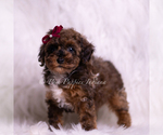 Small #3 Poodle (Toy)
