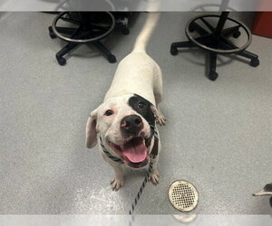 American Pit Bull Terrier-Unknown Mix Dogs for adoption in Ocala, FL, USA