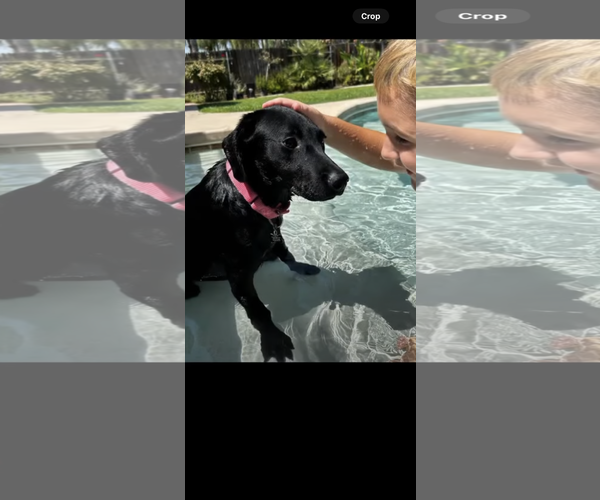 Medium Photo #3 Labrador Retriever-Unknown Mix Puppy For Sale in San Diego, CA, USA