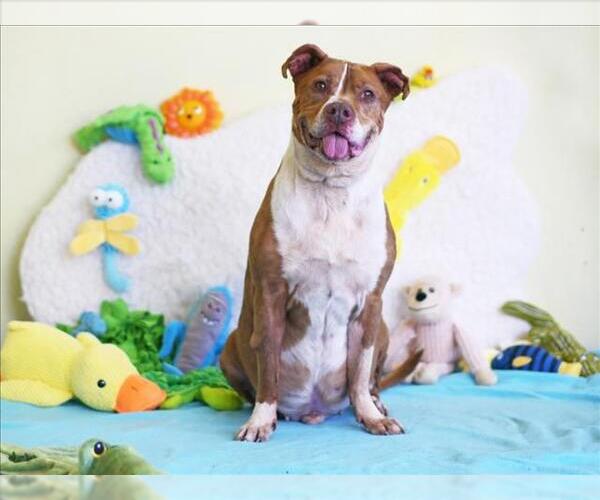 Medium Photo #2 American Pit Bull Terrier-Unknown Mix Puppy For Sale in Tavares, FL, USA