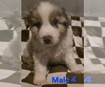 Puppy Male 4 Australian Shepherd