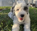 Small #21 Sheepadoodle