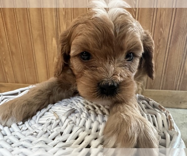Medium Photo #14 Cavapoo (Miniature) Puppy For Sale in GREENWOOD, WI, USA