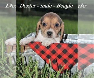 Beagle Puppy for Sale in ALPHA, Kentucky USA