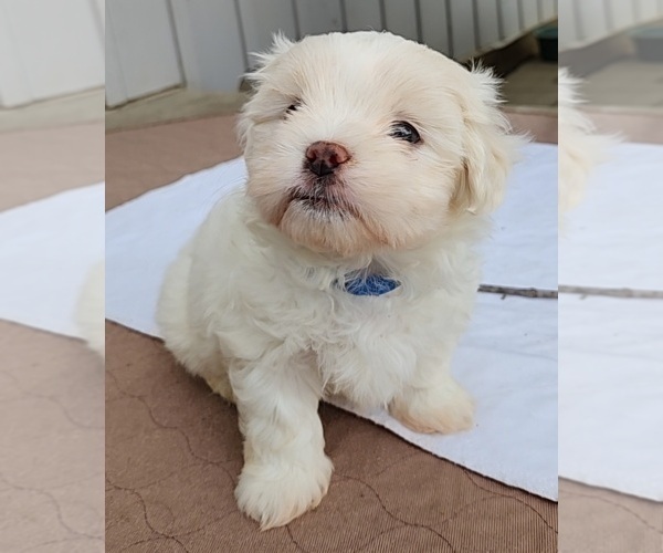 Medium Photo #3 Mal-Shi Puppy For Sale in RICHMOND, MO, USA