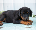 Small #1 Rottweiler