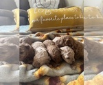 Small #10 Poodle (Toy)
