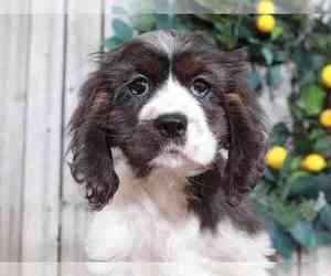 Cocker Spaniel Puppy for sale in MOUNT VERNON, OH, USA