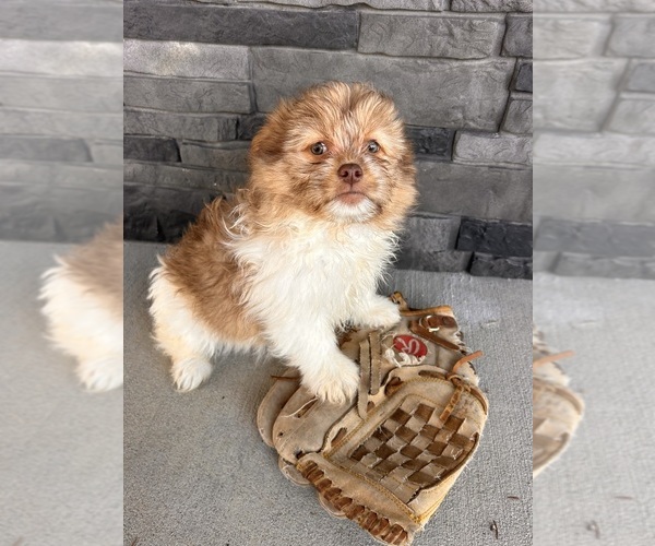 Medium Photo #2 Shiranian Puppy For Sale in MIDDLEBURY, IN, USA