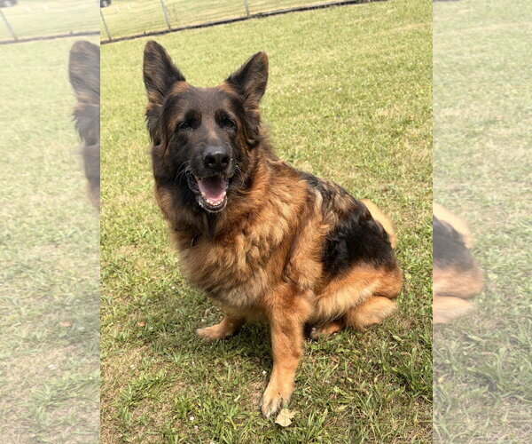 Medium Photo #4 German Shepherd Dog-Unknown Mix Puppy For Sale in Jefferson, WI, USA