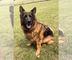 Small #3 German Shepherd Dog Mix
