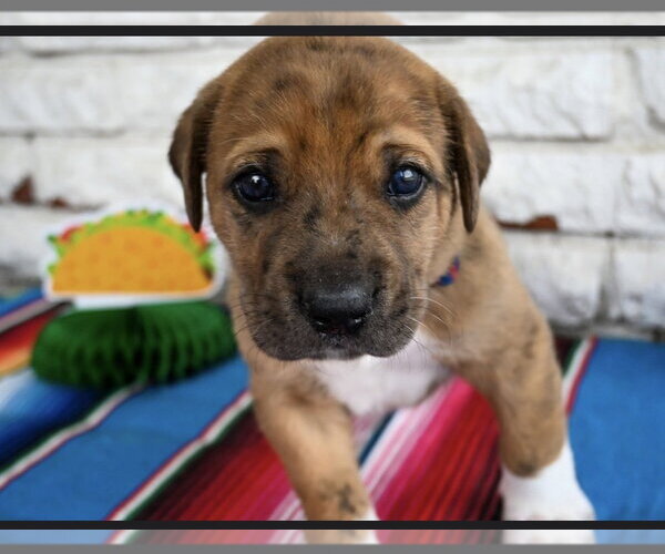 Medium Photo #1 Great Dane-Unknown Mix Puppy For Sale in OKLAHOMA CITY, OK, USA