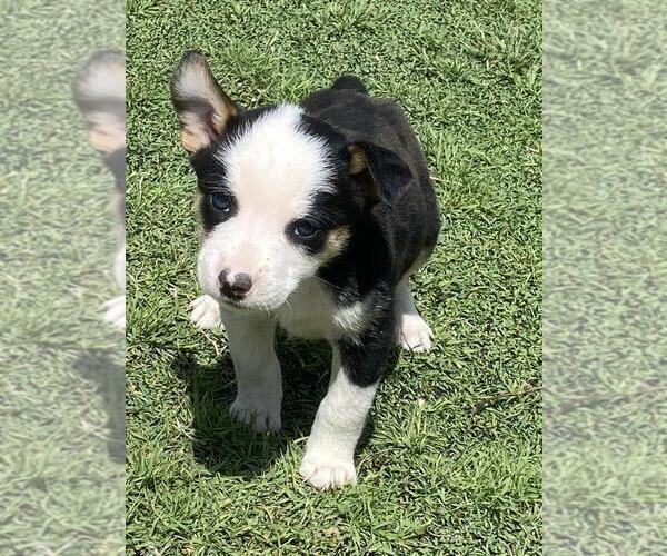Medium Photo #3 Cowboy Corgi Puppy For Sale in BRIGGSDALE, CO, USA