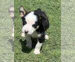 Small Photo #3 Cowboy Corgi Puppy For Sale in BRIGGSDALE, CO, USA