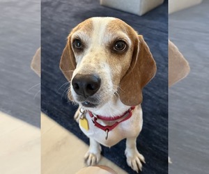 Teela - Female Beagle Dog for Adoption - Photo #10