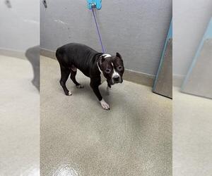 Mutt Dogs for adoption in Las Vegas, NV, USA