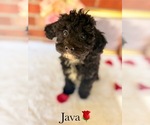 Small #4 Poodle (Toy)