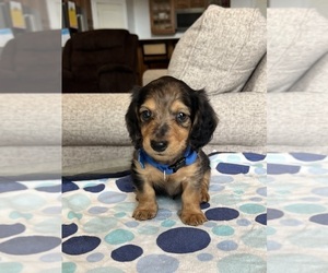 Dachshund Puppy for sale in BELDING, MI, USA