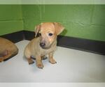 Small Chihuahua Mix