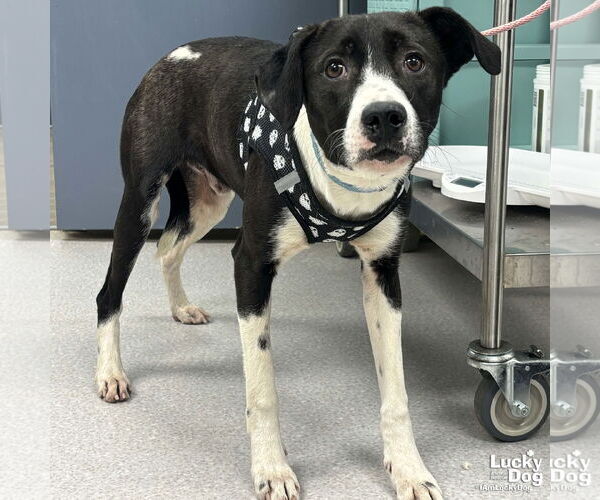 Medium Photo #4 Borador Puppy For Sale in Washington, DC, USA