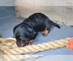 Puppy Tucker Dachshund