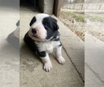 Puppy Basil Border Collie