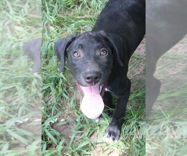 Medium Photo #1 American Pit Bull Terrier-Labrador Retriever Mix Puppy For Sale in FRAMINGHAM, MA, USA