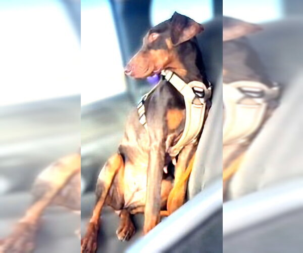Medium Photo #2 Doberman Pinscher Puppy For Sale in Omaha, NE, USA