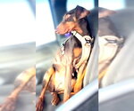 Small #1 Doberman Pinscher