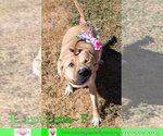 Small Photo #12 Black Mouth Cur-Unknown Mix Puppy For Sale in Pensacola, FL, USA