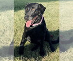 Zelda - Female Labrador Retriever-Unknown Mix Dog for Adoption - Small photo