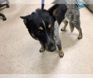 Mutt Dogs for adoption in Riverside, CA, USA