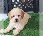 Small #3 Bichpoo