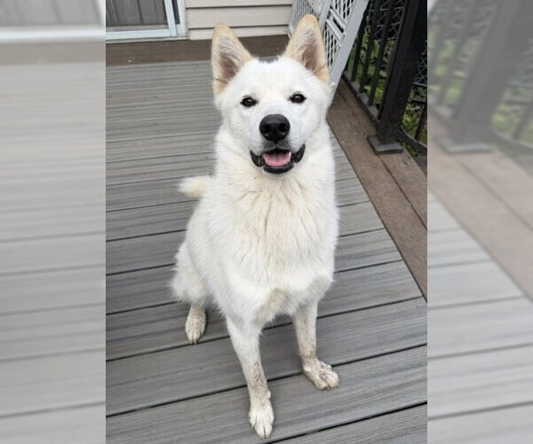 Medium Photo #2 Siberian Husky-Unknown Mix Puppy For Sale in Bellevue, WA, USA