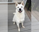 Small #1 Siberian Husky Mix