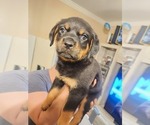 Small #6 Rottweiler