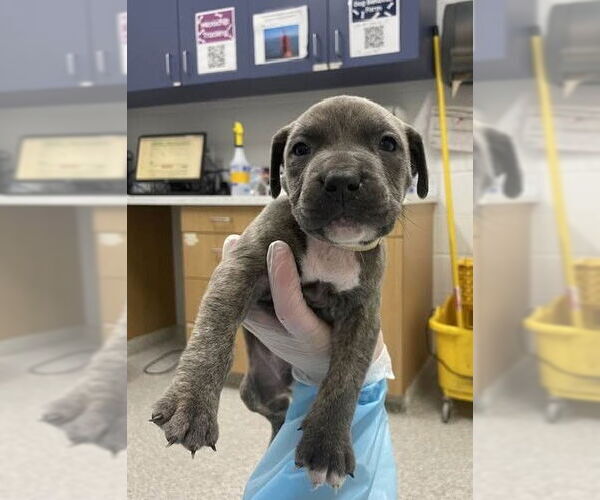 Medium Photo #6 American Pit Bull Terrier Puppy For Sale in Rockville, MD, USA